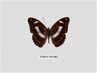 藏品(雙色帶蛺蝶)的圖片